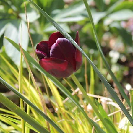 Maison Mille Fleurs Sankt Julian Zewnętrze zdjęcie