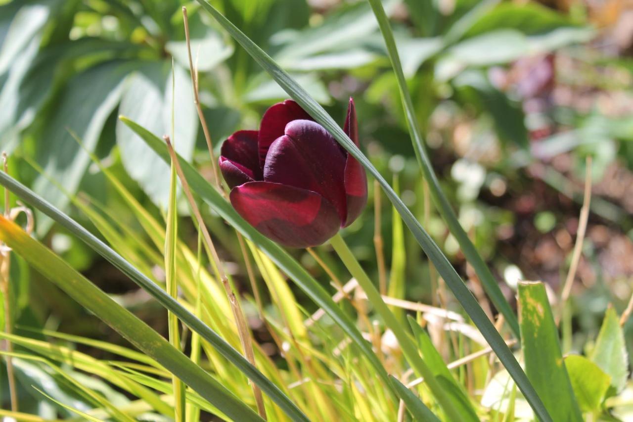 Maison Mille Fleurs Sankt Julian Zewnętrze zdjęcie