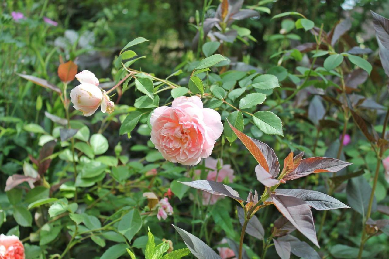Maison Mille Fleurs Sankt Julian Zewnętrze zdjęcie