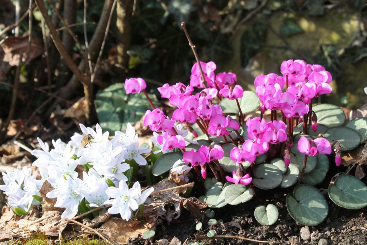 Maison Mille Fleurs Sankt Julian Zewnętrze zdjęcie